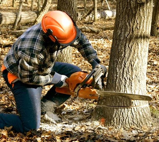Tree Removal in Sandpoint, ID